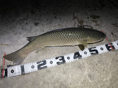 メナダの釣果