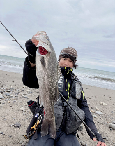 ヒラスズキの釣果