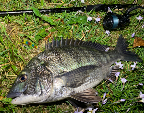 クロダイの釣果