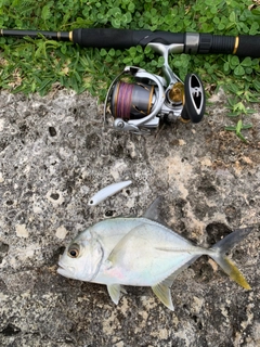 オニヒラアジの釣果