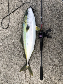 ハマチの釣果