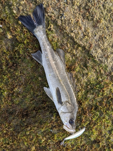 セイゴ（マルスズキ）の釣果