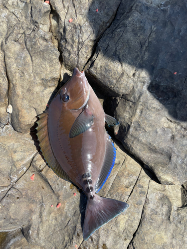 サンノジの釣果