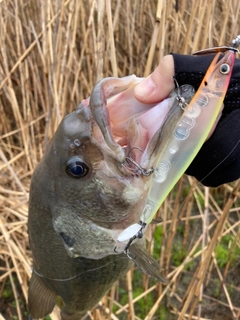 ラージマウスバスの釣果