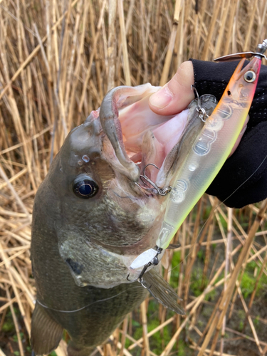 ラージマウスバスの釣果