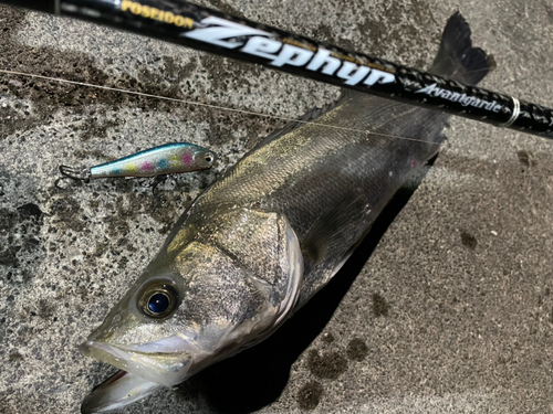 シーバスの釣果