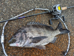 クロダイの釣果