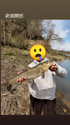 ニゴイの釣果