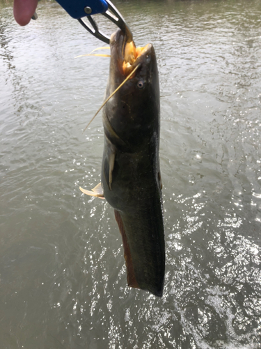 ニホンナマズの釣果