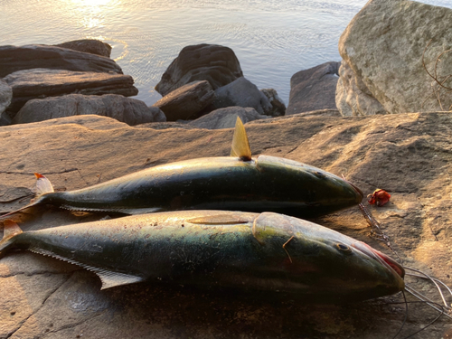 ヤズの釣果