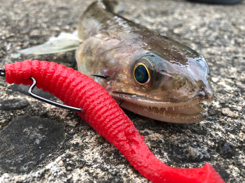 エソの釣果