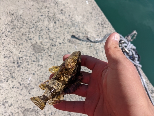 タケノコメバルの釣果