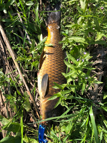 コイの釣果