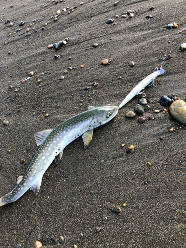 アメマスの釣果