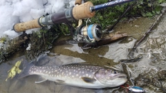 イワナの釣果