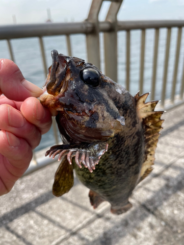 ソイの釣果