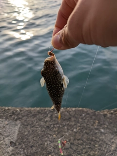 クサフグの釣果