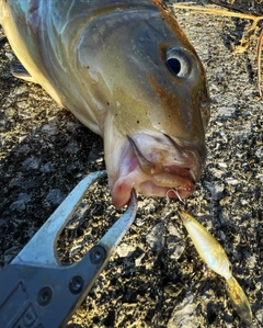 コイの釣果