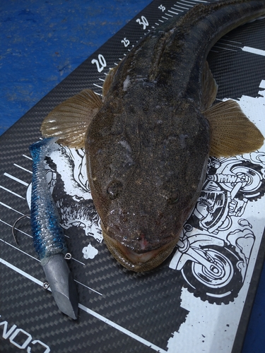 マゴチの釣果