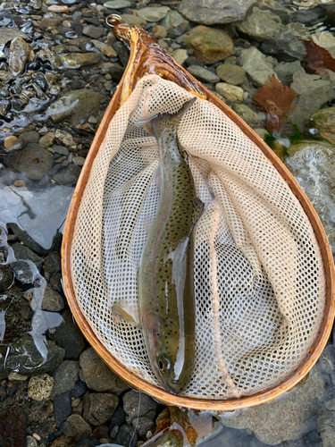 ニジマスの釣果