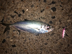 メアジの釣果