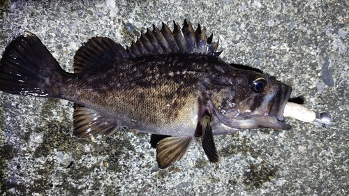 クロソイの釣果