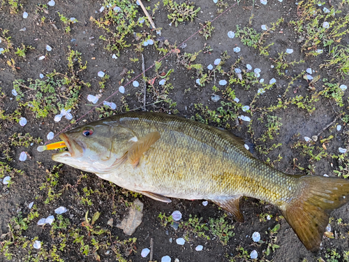 スモールマウスバスの釣果