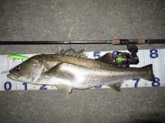 シーバスの釣果