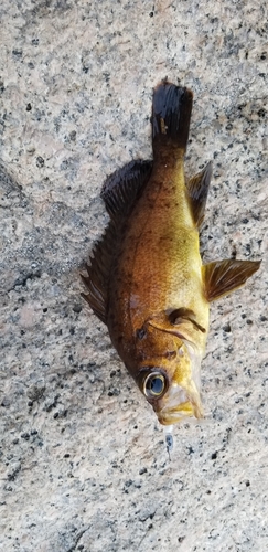 メバルの釣果