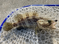 チャイロマルハタの釣果