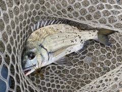 ミナミクロダイの釣果