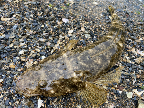 ミナミマゴチの釣果