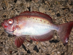 キントキダイの釣果