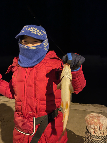 ウグイの釣果