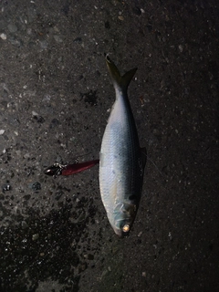コノシロの釣果