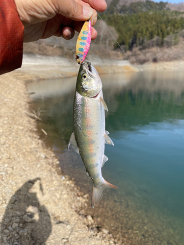 ヤマメの釣果