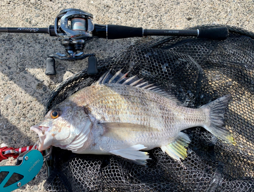 キビレの釣果