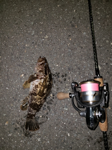 タケノコメバルの釣果