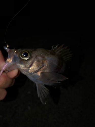 シロメバルの釣果