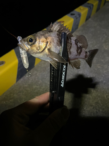 シロメバルの釣果