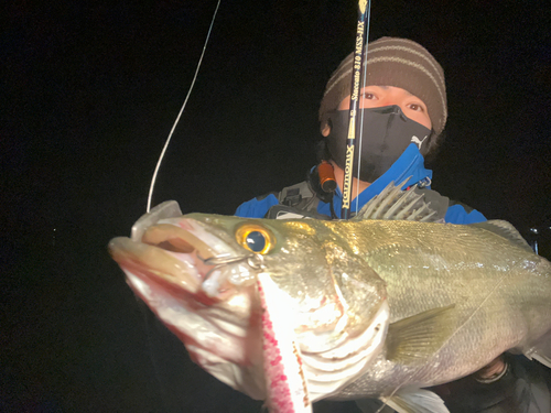 ヒラスズキの釣果