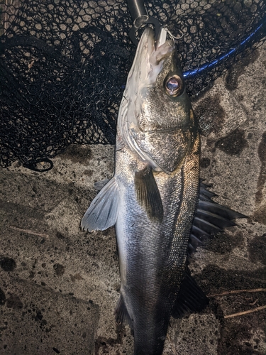 セイゴ（マルスズキ）の釣果