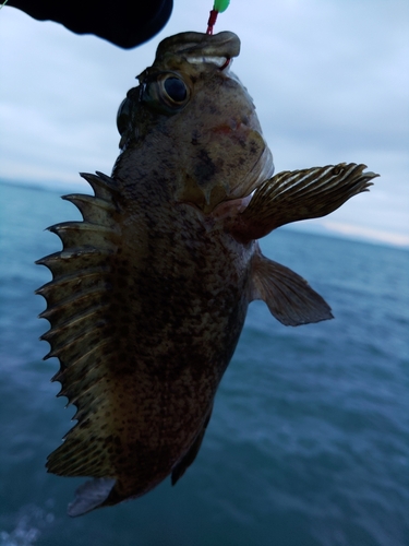 クロソイの釣果