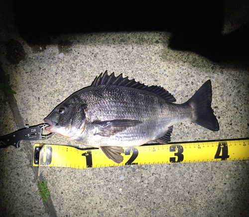 クロダイの釣果