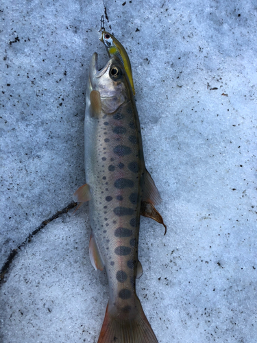 ヤマメの釣果