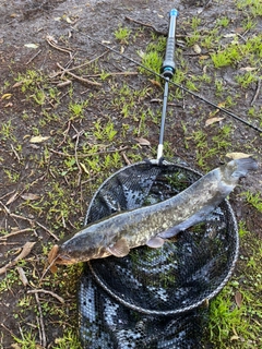 ニホンナマズの釣果