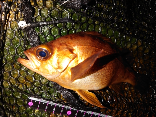 メバルの釣果