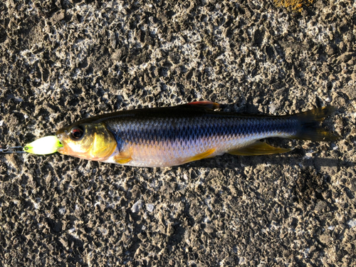 カワムツの釣果