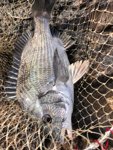 メイタの釣果