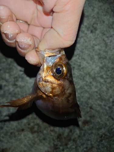 メバルの釣果